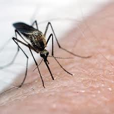 mosquito-bites-can-transmit-west-nile-virus