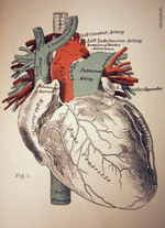 briefly-blocking-blood-flow-to-heart-might-help